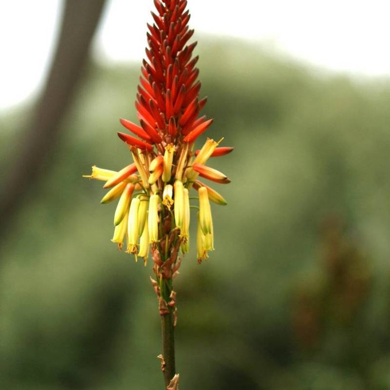 Geelaalwee Aloe wickensii